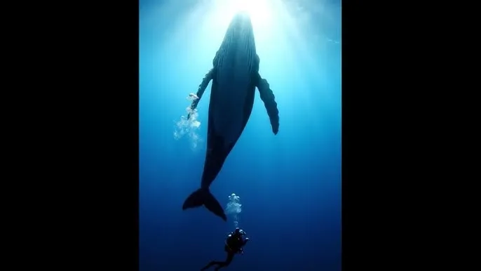精灵幻想记在线观看 - 深蓝星球：探索海洋深处的未知世界